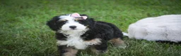 Mini Bernedoodle dogs for sale: Mercedes Mini Bernedoodle  - Ad 4
