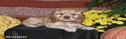 Cocker Spaniel dogs for sale: Lilly - Ad 5