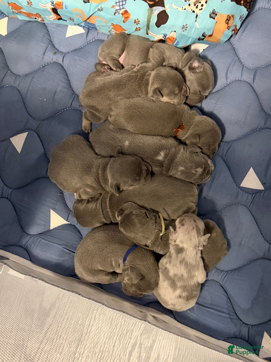 French Bulldog dogs for sale: TILLY - Ad 6