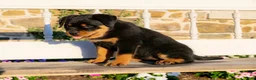 Rottweiler dogs for sale: Sierra - Ad 4