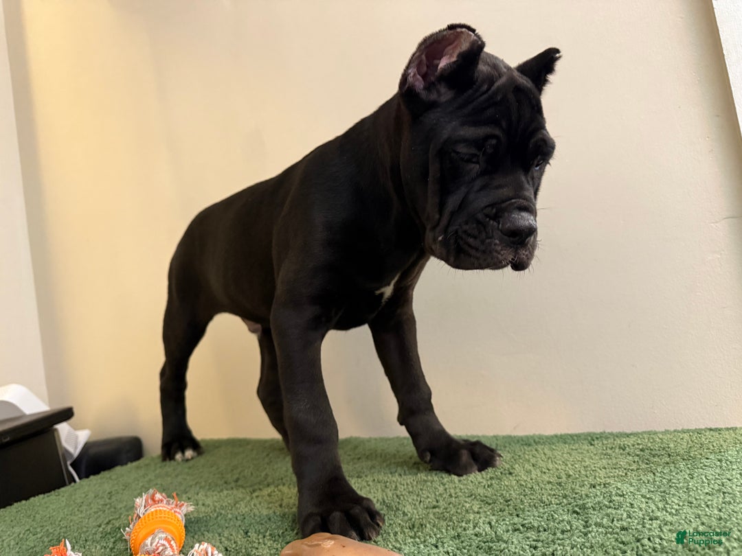 Midnight Black Cane Corso Black Panther Cane Corso X Rottweiler X