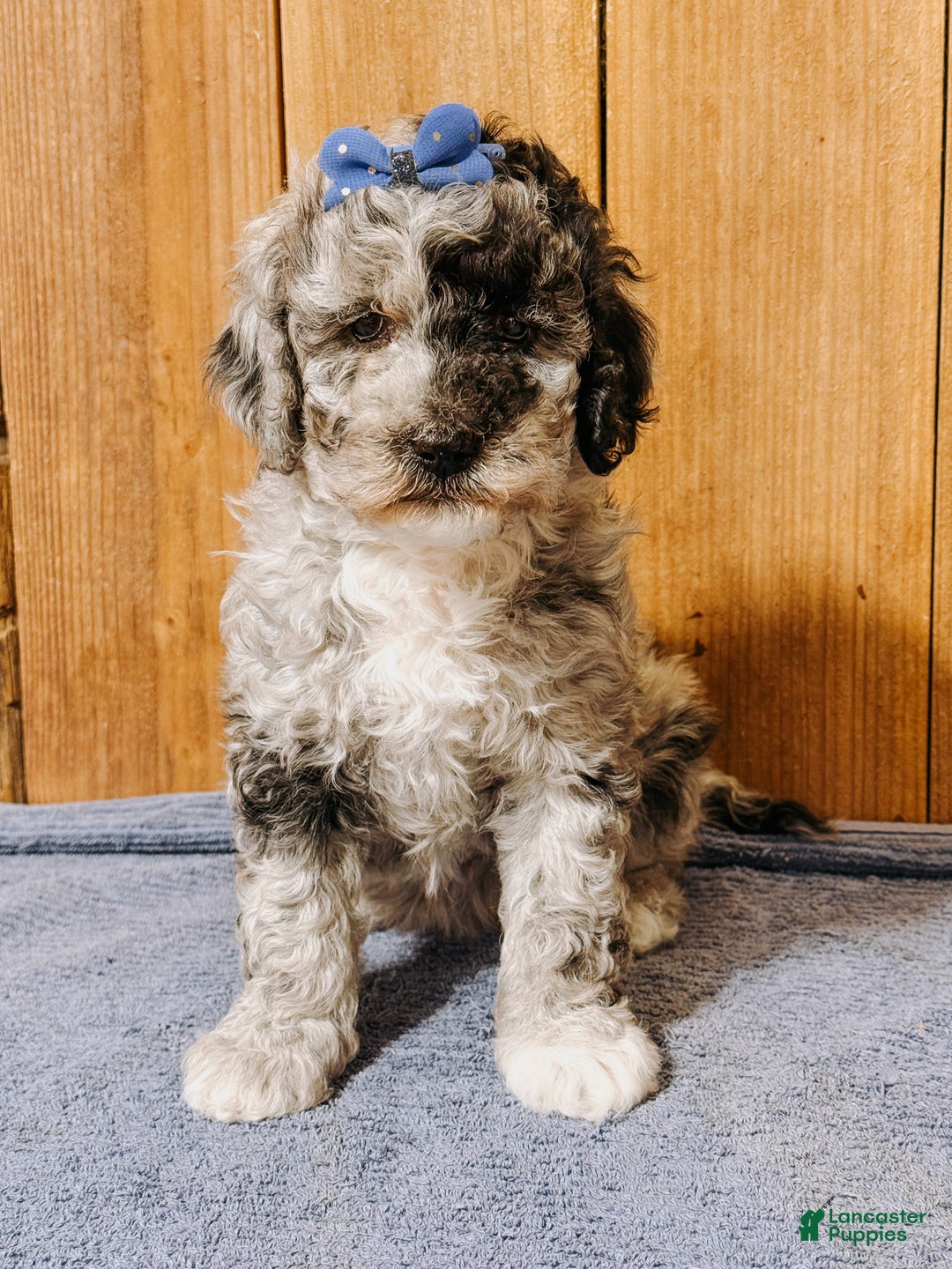 Mixed Breed dogs for sale: Medium F1b Bernedoodle - Sullivan - Ad 4