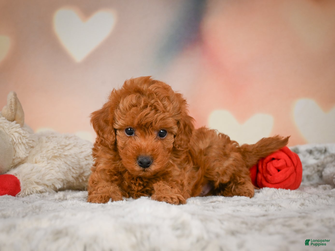 Toy Poodle dogs Benji - Ad 2