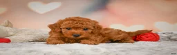 Toy Poodle dogs for sale: Benji - Ad 2
