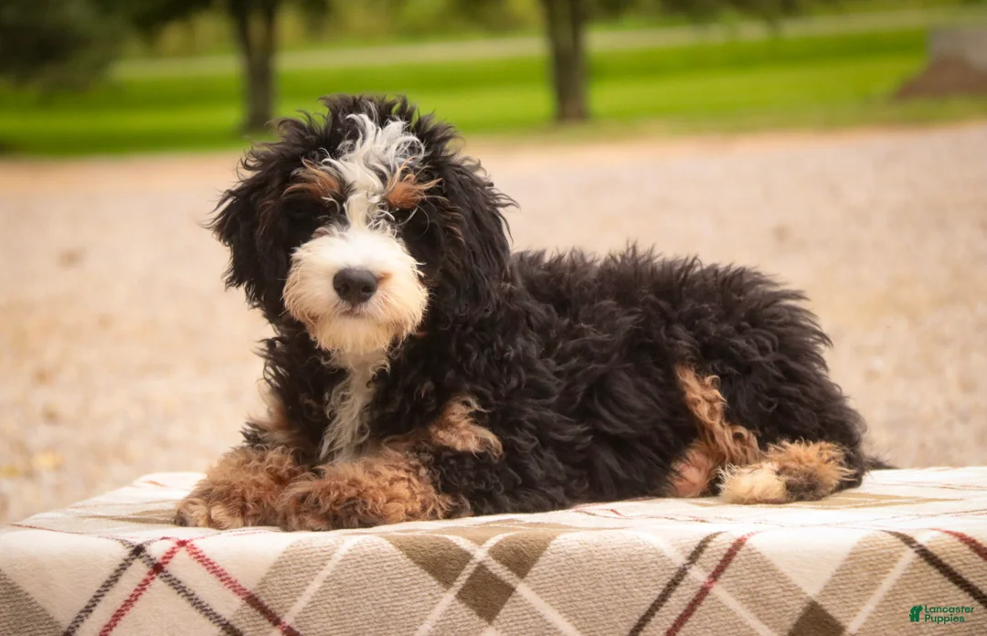 Mini Bernedoodle dogs for sale: Mooney Mini Bernedoodle  - Ad 1