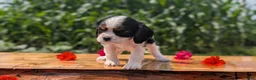 Cavalier King Charles Spaniel dogs for sale: Jax  - Ad 8