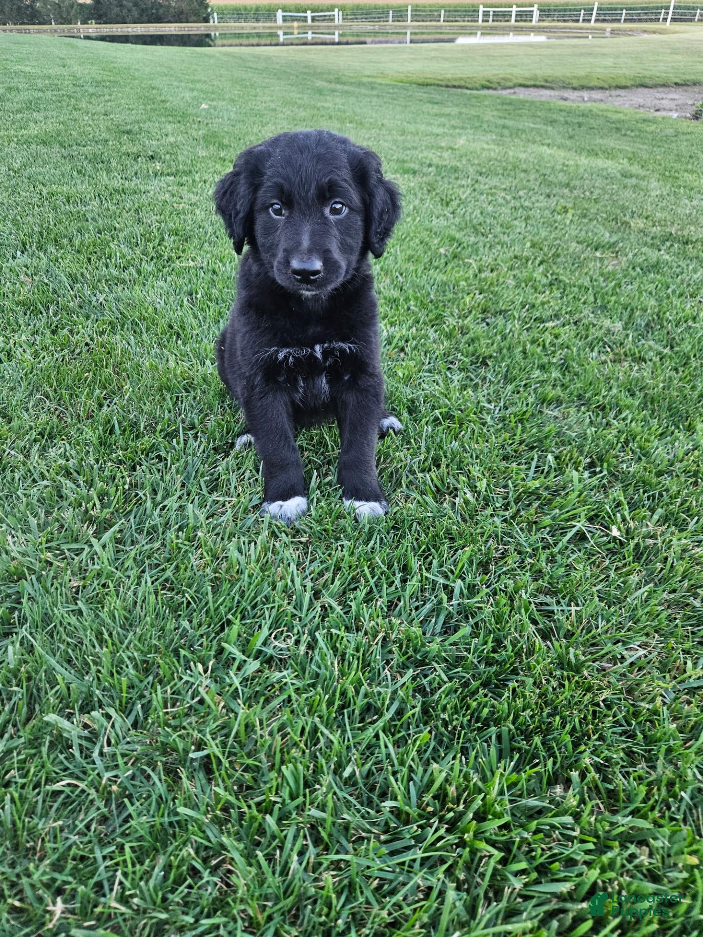 Mixed Breed dogs Duke - Ad 2