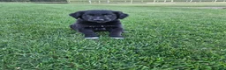 Mixed Breed dogs for sale: Duke - Ad 2