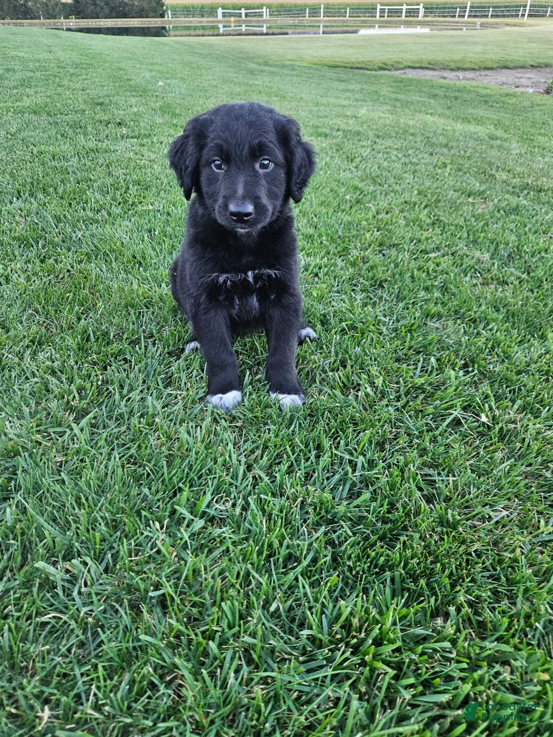 Mixed Breed dogs for sale: Duke - Ad 2