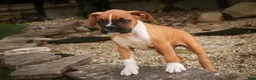 Boxer dogs for sale: Arlo - Ad 6