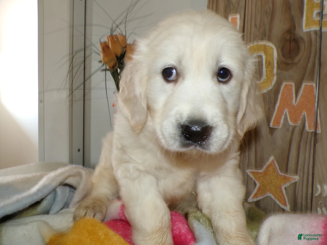 Golden Retriever dogs for sale: Golden Retriever Puppy 5 Friske - Ad 4