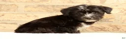 Yochon dogs for sale: Snickers - Ad 4