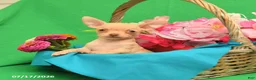 Chihuahua dogs for sale: Freddie - Ad 3