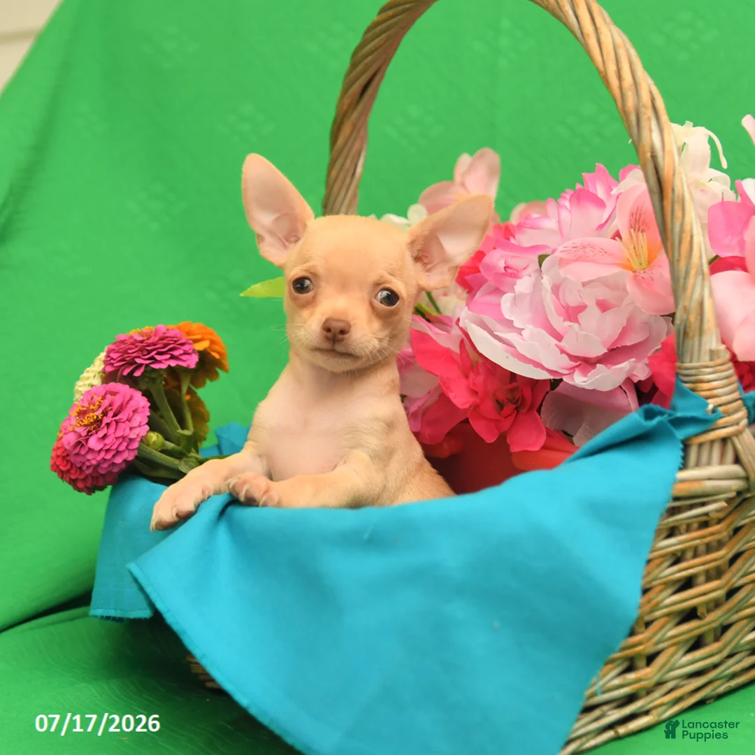 Chihuahua dogs for sale: Freddie - Ad 3