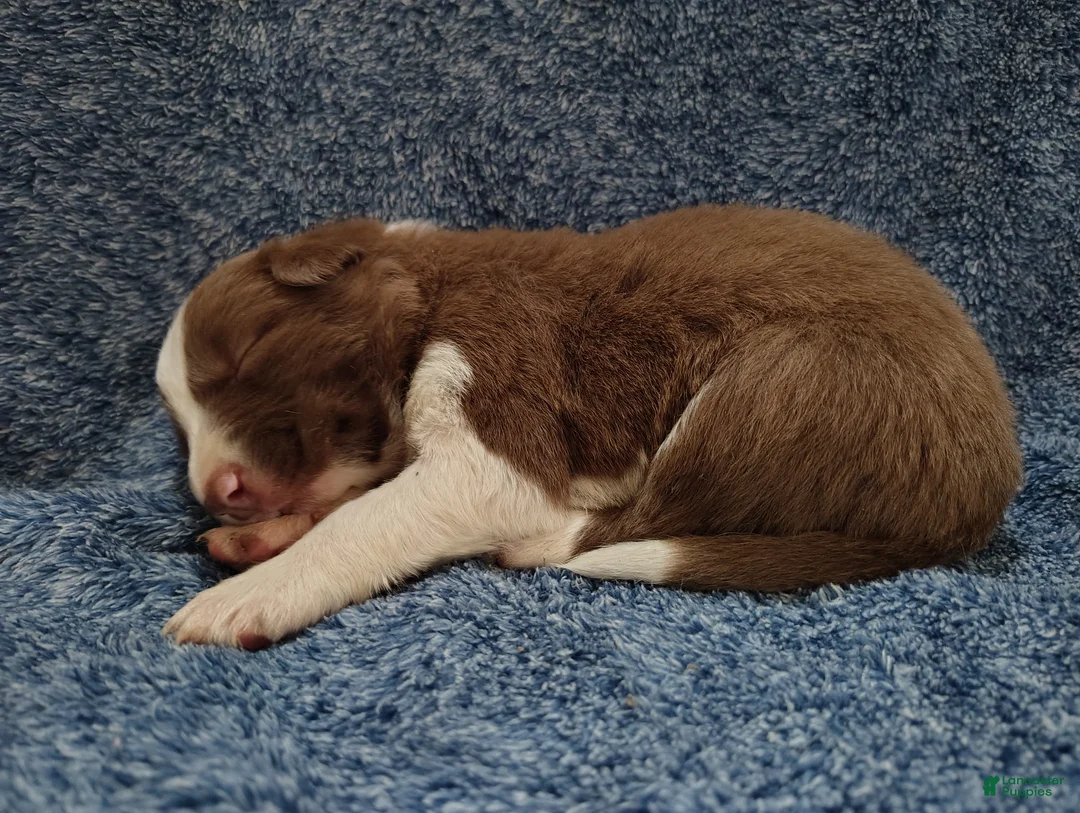 Border Collie dogs for sale: Cash - Ad 8