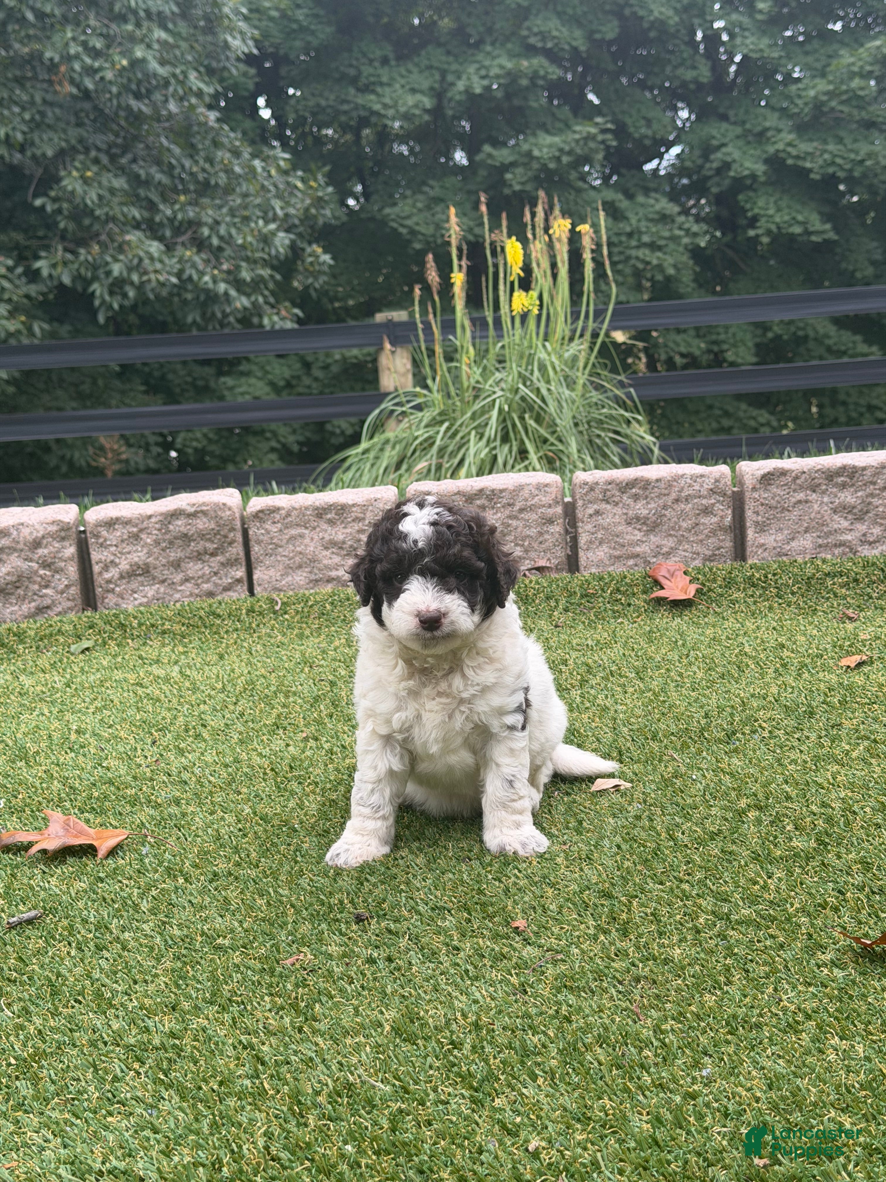 Roux, Aussiedoodle