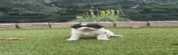 Aussiedoodle dogs for sale: Roux - Ad 4