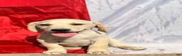 Labrador Retriever dogs for sale: Labrador Retriever 7 - Ad 2