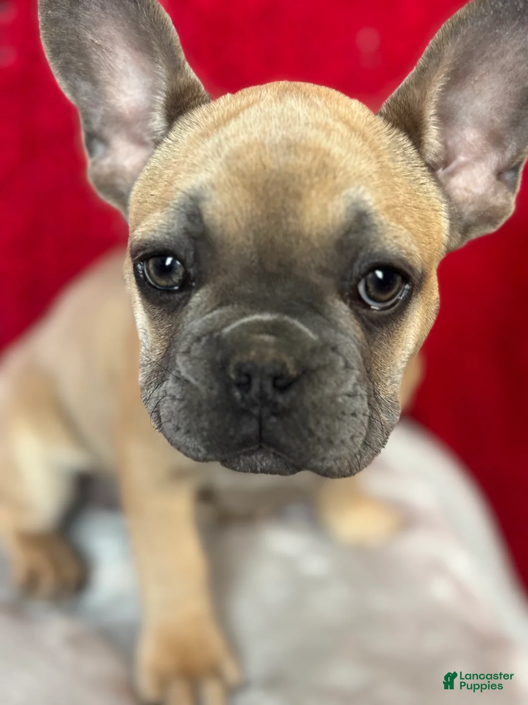 French Bulldog dogs for sale: Rosalita - Ad 9