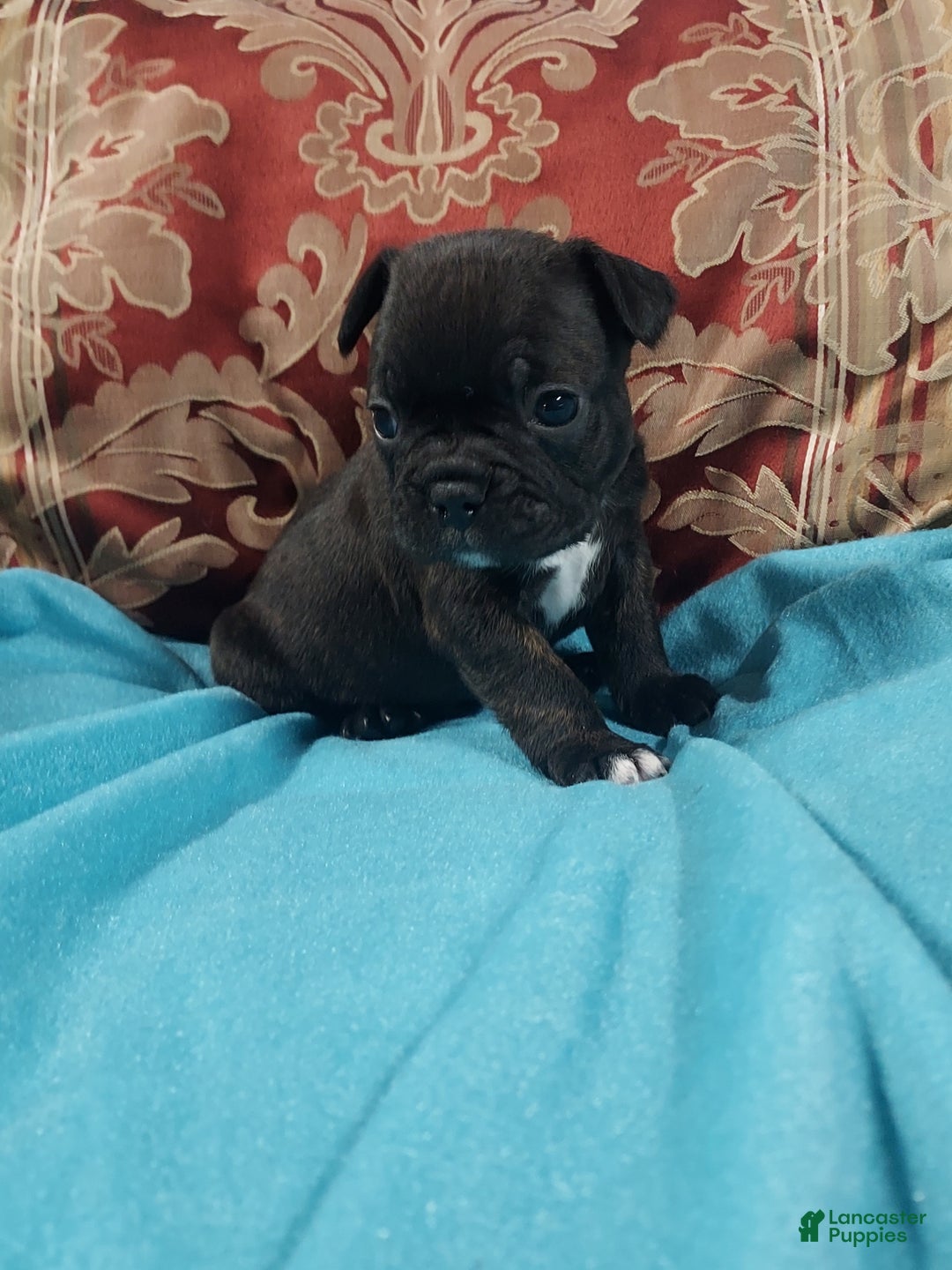 Frenchton dogs for sale: Blake - Ad 9