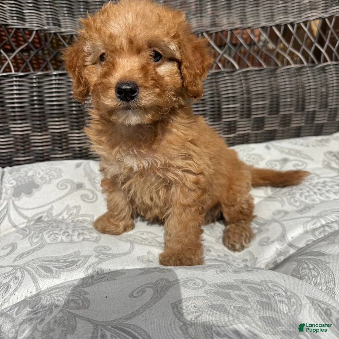 Miniature Poodle dogs for sale: 1 Chucky - Ad 2