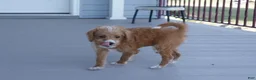Cavapoo dogs for sale: Caramel - Ad 8