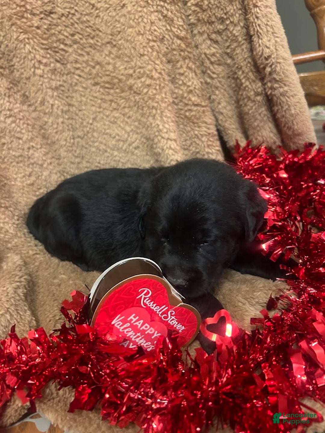 Labrador Retriever dogs for sale: Shadow - Ad 3