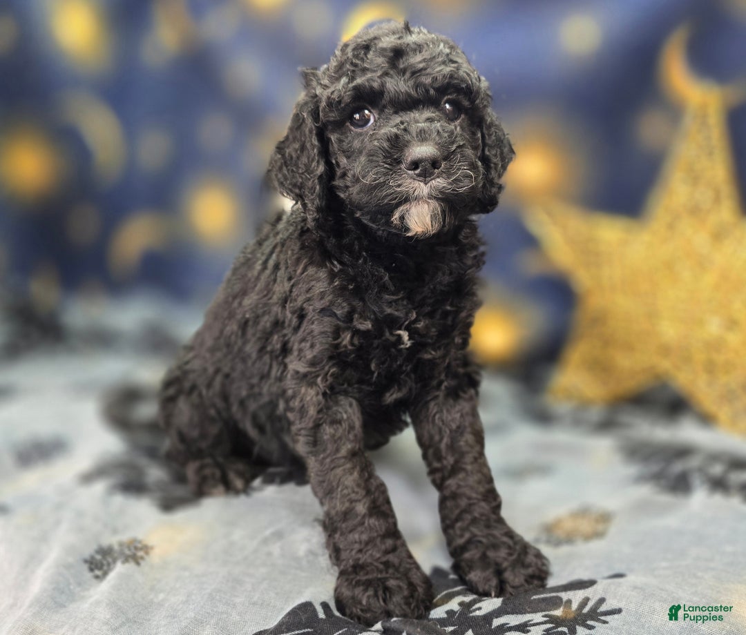 Cockapoo dogs for sale: Crescent - Ad 8