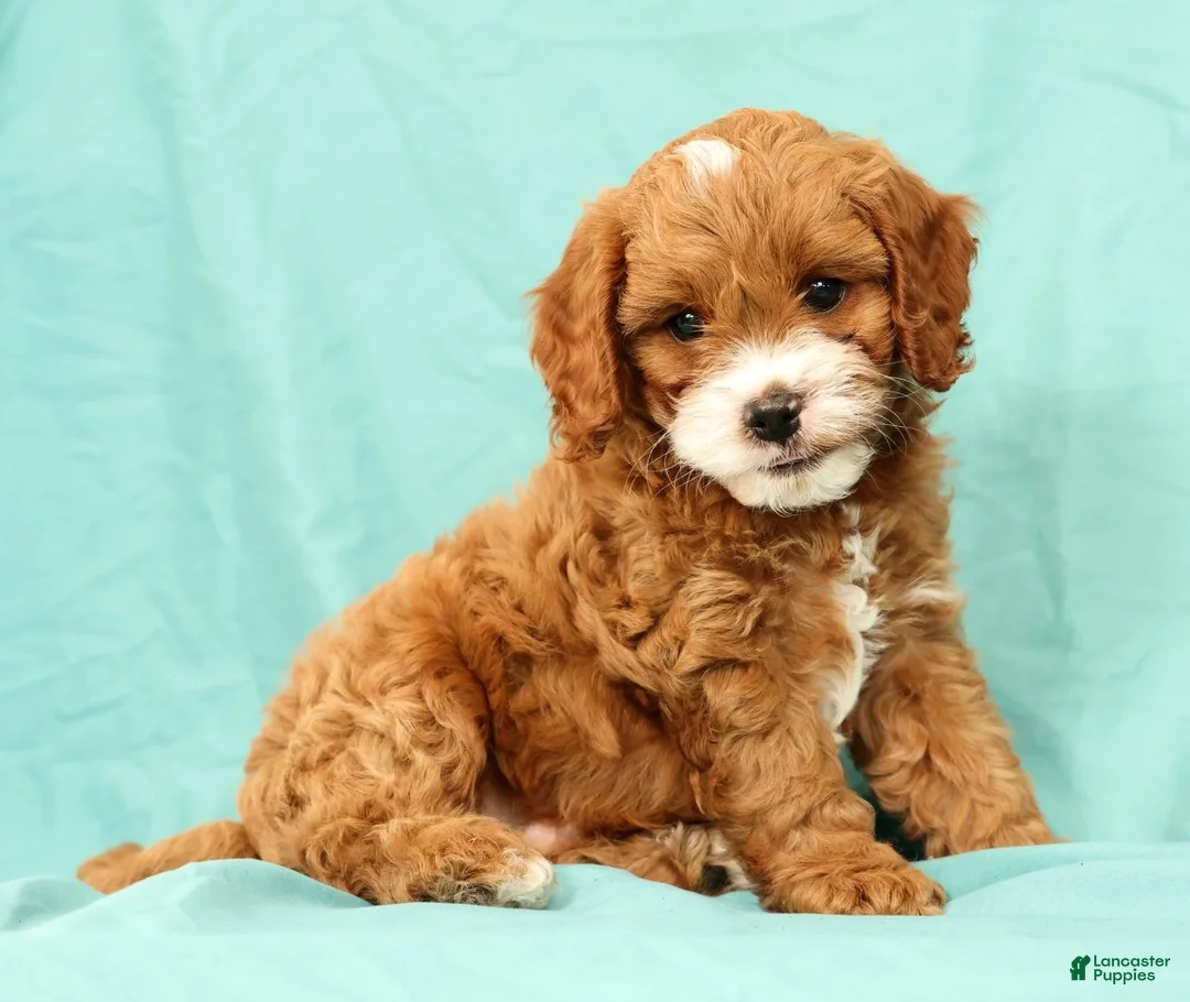 Cavapoo dogs for sale: Parker - Ad 2