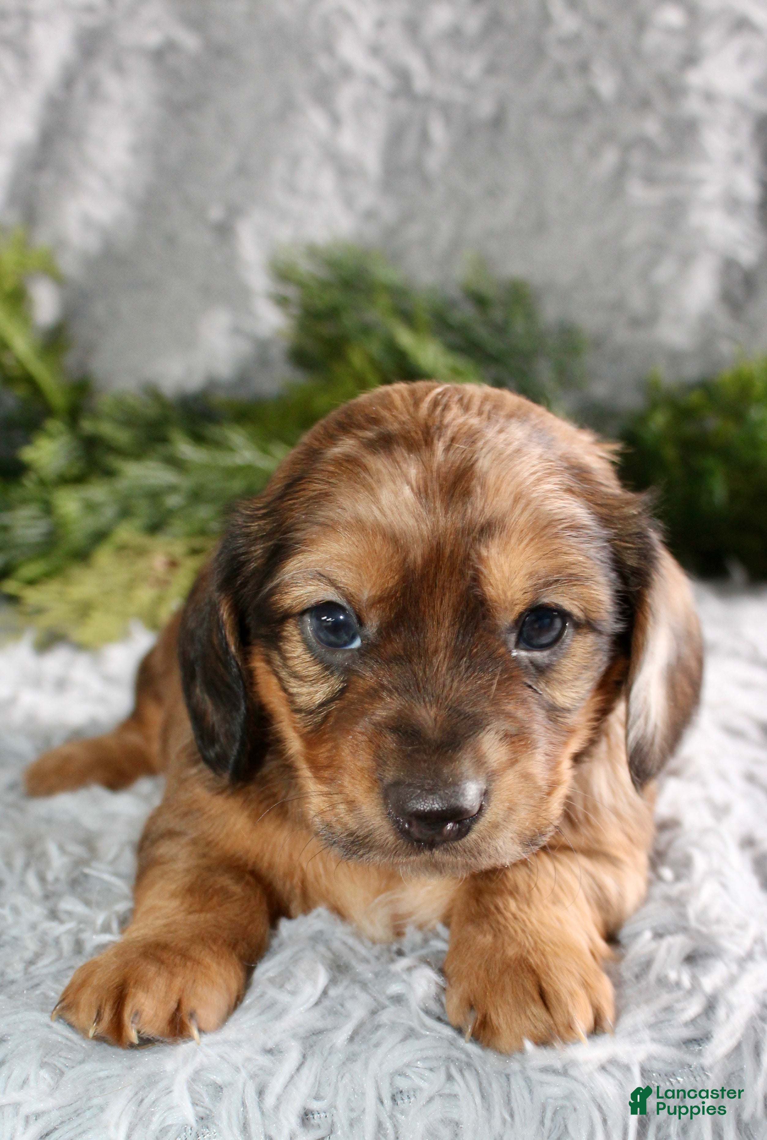 Miniature Dachshund dogs Miniature Dachshund Puppy Male 2 - Ad 4