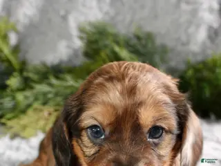 Miniature Dachshund dogs Miniature Dachshund Puppy Male 2 - Ad 4