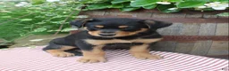 Mixed Breed dogs for sale: Rocky  - Ad 4