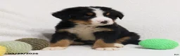 Bernese Mountain Dog dogs for sale: Murphy - Ad 6