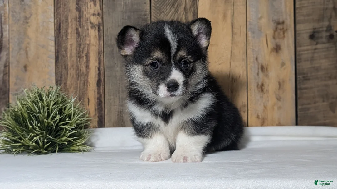 Welsh Corgi Pembroke dogs for sale: Nemo - Ad 10