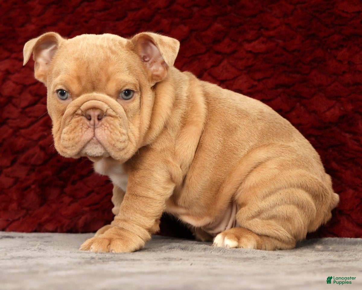 English Bulldog dogs for sale: Gus - Ad 1