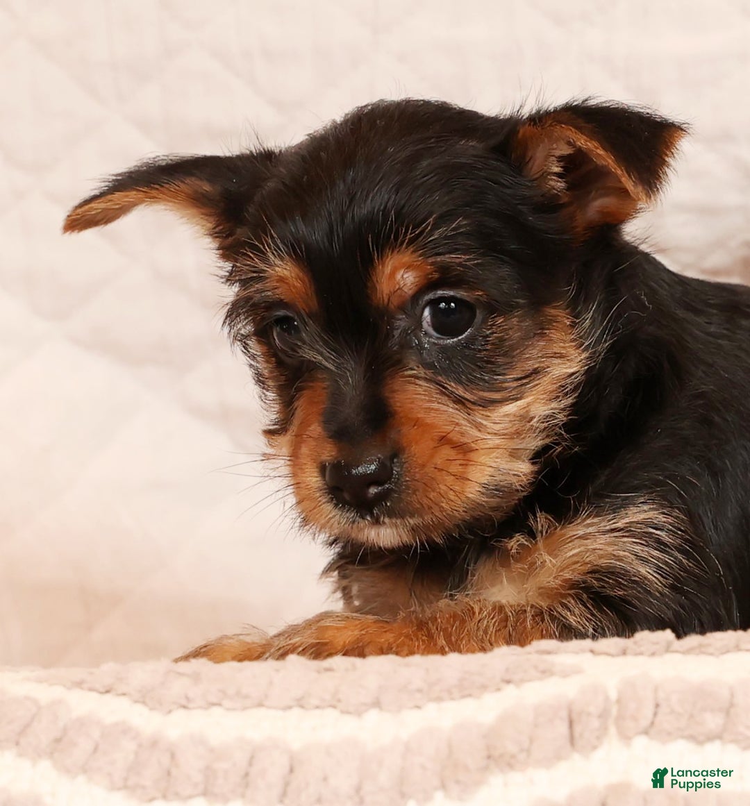 Yorkshire Terrier dogs for sale: Ginger - Ad 5