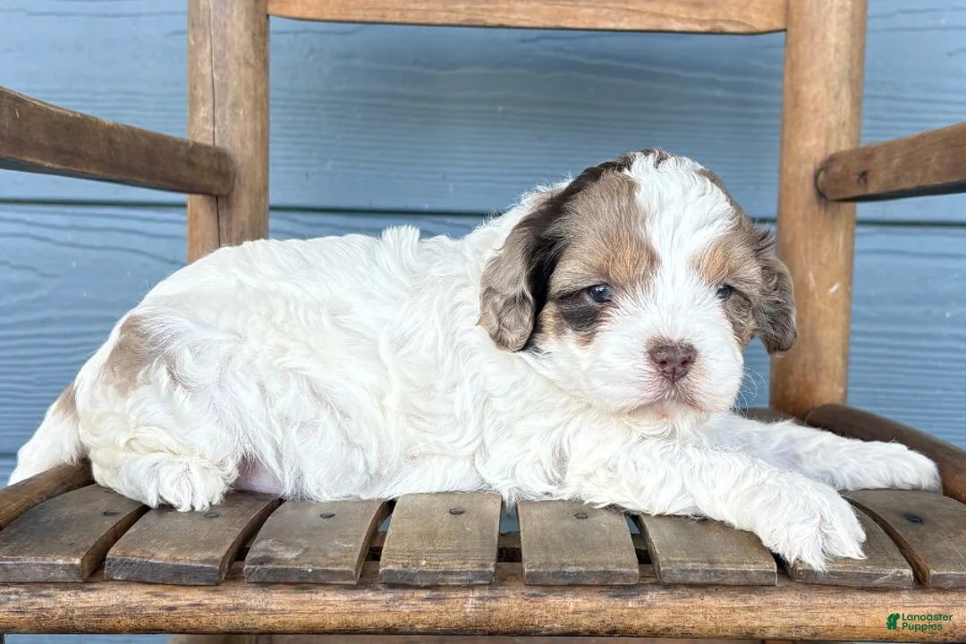 Cavapoo dogs for sale: Patty - Ad 2