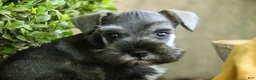 Miniature Schnauzer dogs for sale: Quest Miniature Schnauzer  - Ad 5