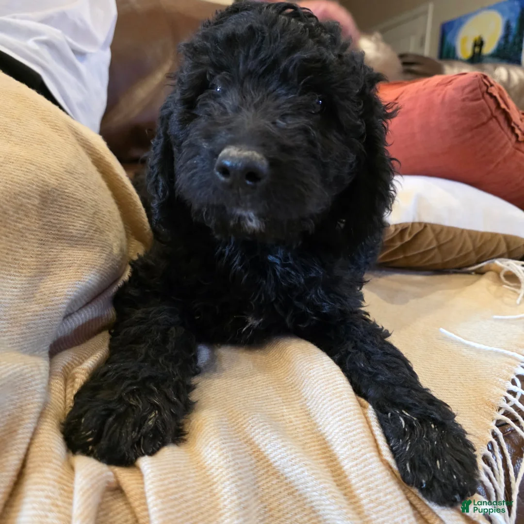 Mini Goldendoodle dogs for sale: Pink - Ad 1