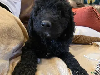 Mini Goldendoodle dogs for sale: Pink - Ad 1