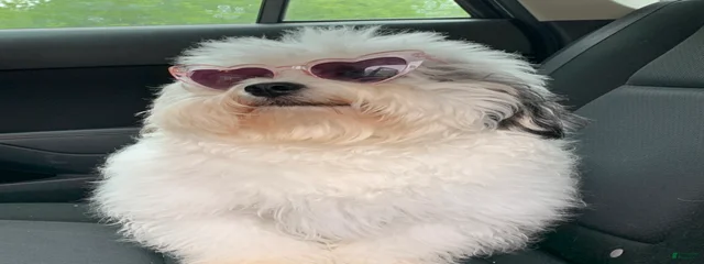 Massimo