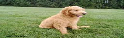 Mini Goldendoodle dogs for sale: Scooter - Ad 4