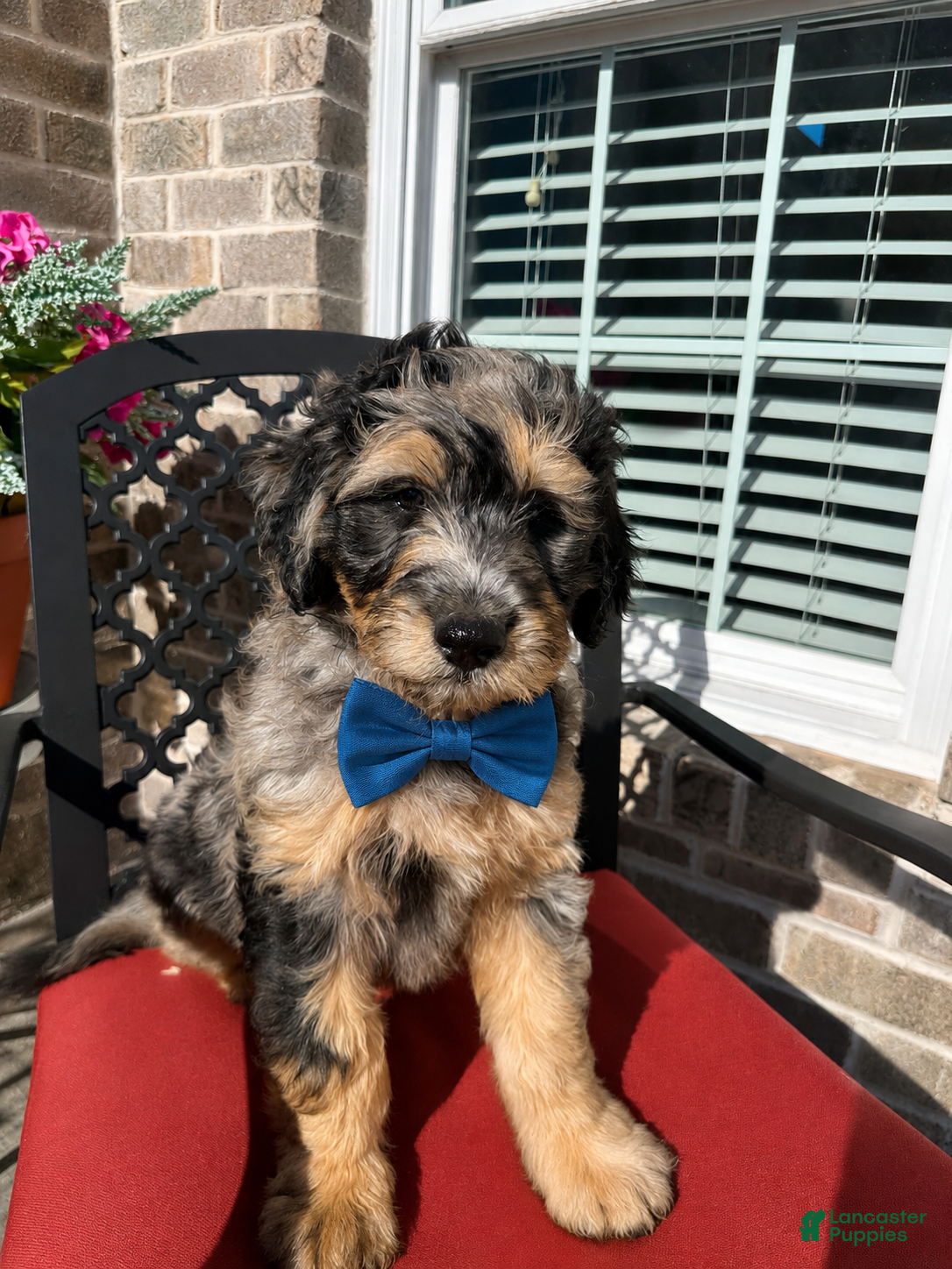 Aussiedoodle dogs Aussiedoodle Puppy 1 - Ad 5