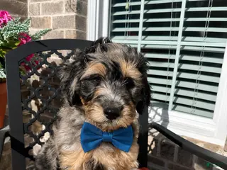 Aussiedoodle dogs Aussiedoodle Puppy 1 - Ad 5