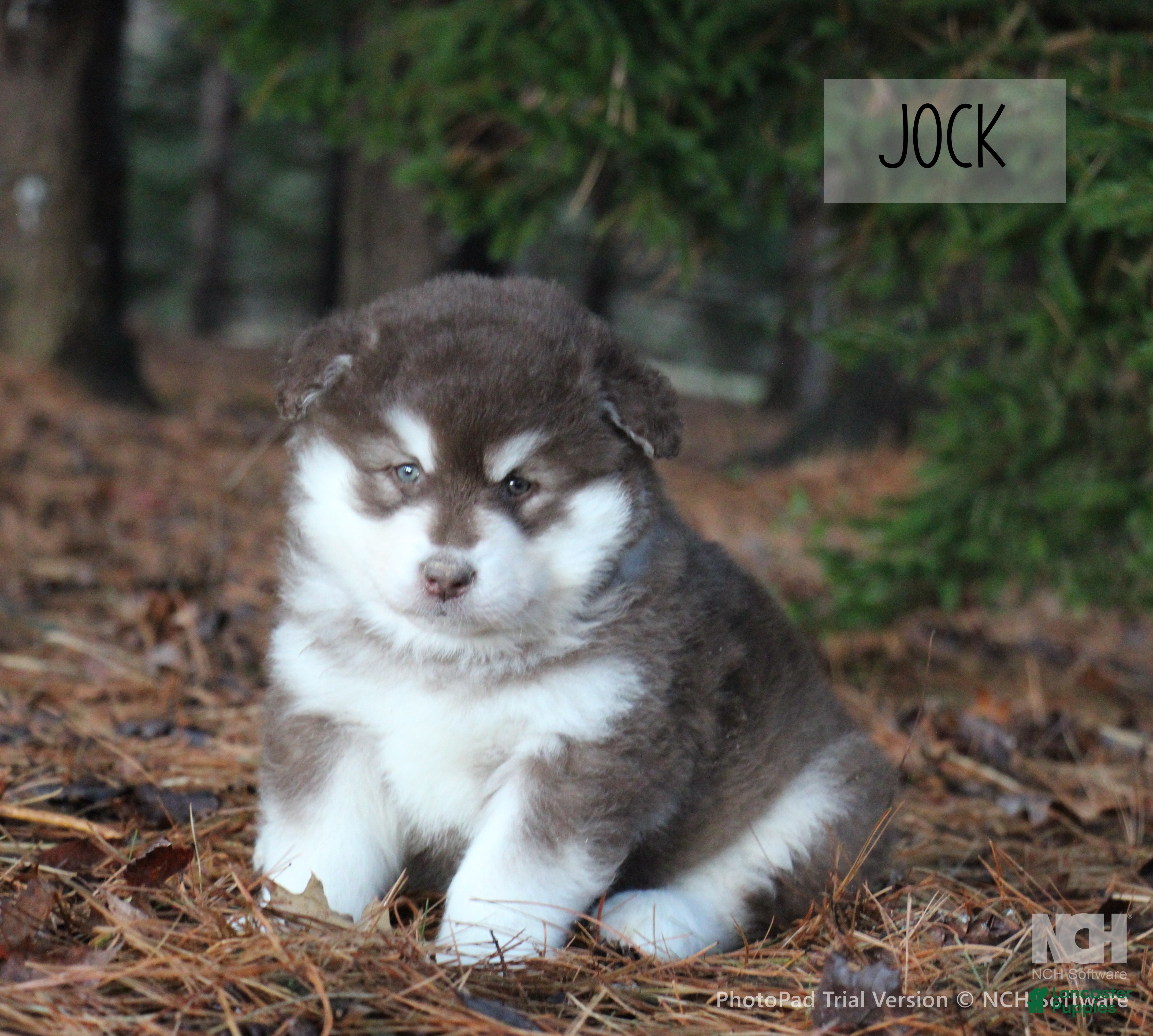 Alaskan Malamute dogs Jok - Ad 13