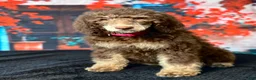 Standard Poodle dogs for sale: Daisy - Ad 6