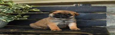 French Fry