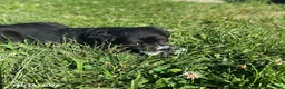 Mixed Breed dogs for sale: Eden - Ad 3