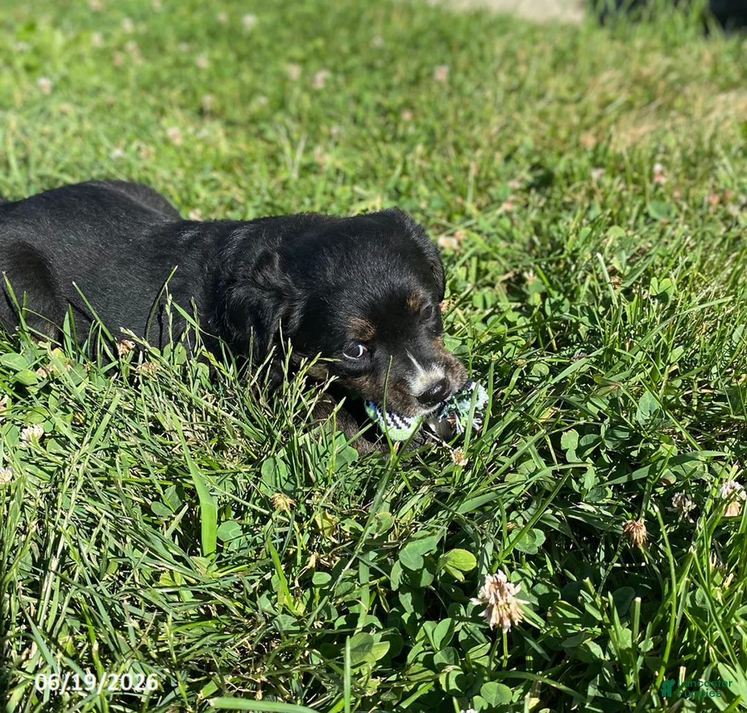 Mixed Breed dogs for sale: Eden - Ad 3