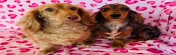 Miniature Dachshund dogs for sale: Tarzan  - Ad 11
